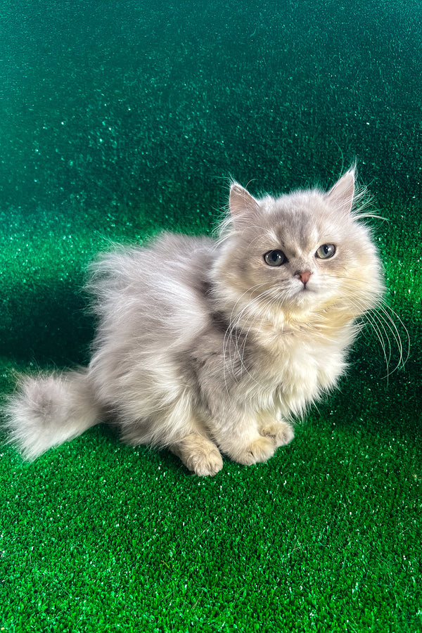 Darek | British Longhair Kitten
