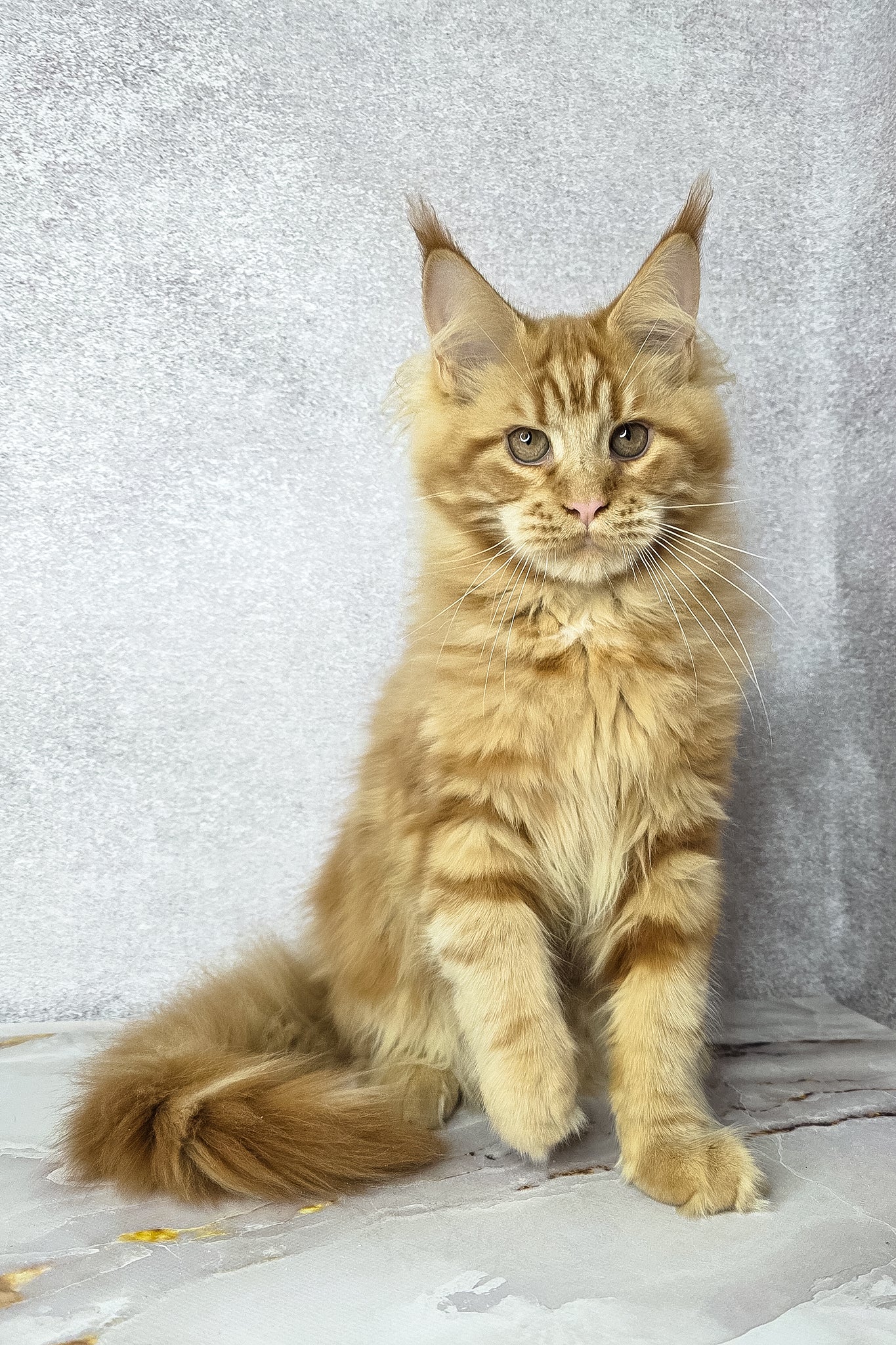 Dexter Maine Coon Kitten Adorable and Fluffy