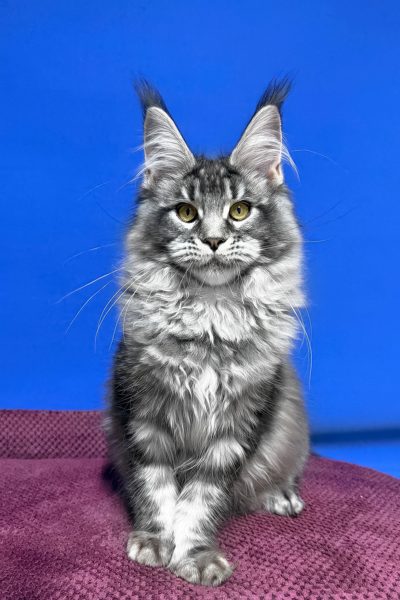 Meet Dina: Adorable Black Smoke Ticked Tabby Coated Maine Coon Kitten