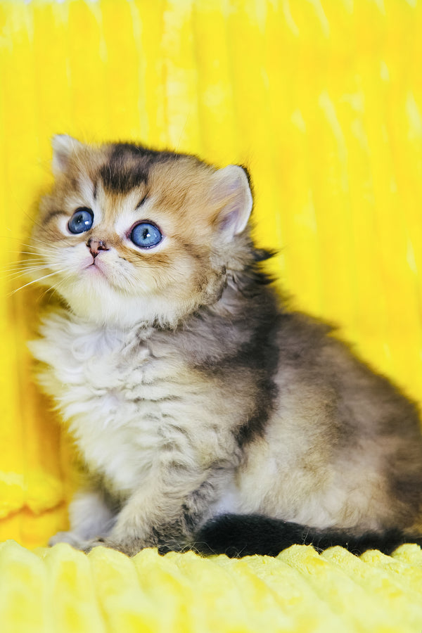 Dior | Scottish Straight Longhair Kitten