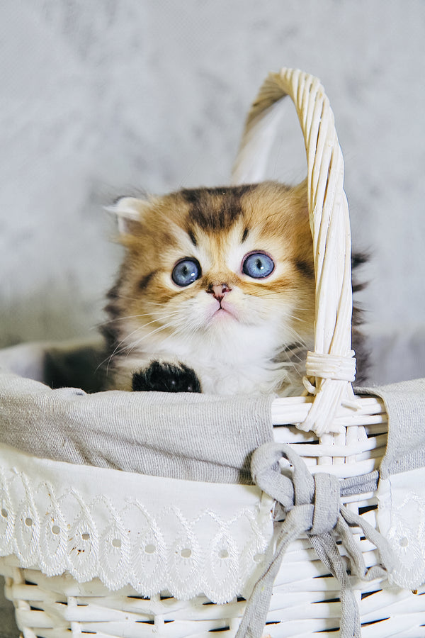 Dior | Scottish Straight Longhair Kitten