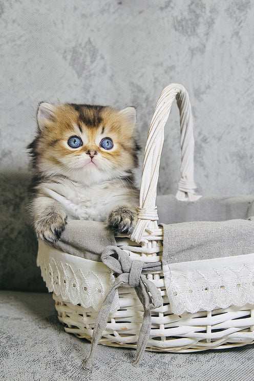 Dior | Scottish Straight Longhair Kitten