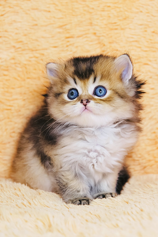 Dior | Scottish Straight Longhair Kitten