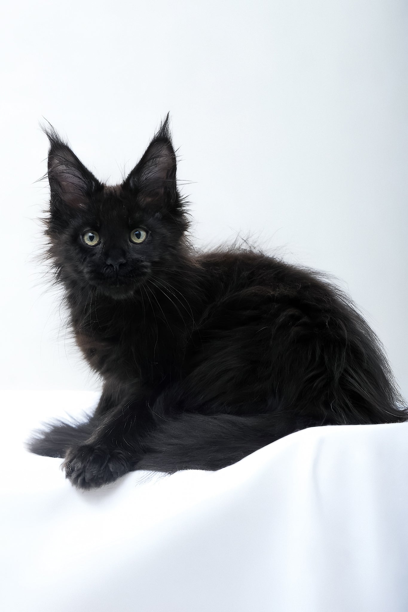 Diva Polydactyl Maine Coon Kitten with Captivating Yellow-Green Eyes