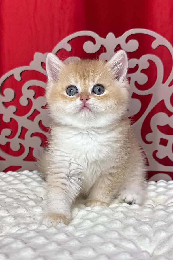 Dominica | British Shorthair Kitten