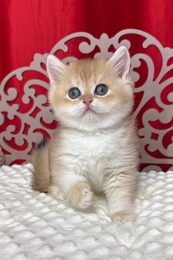 Dominica | British Shorthair Kitten