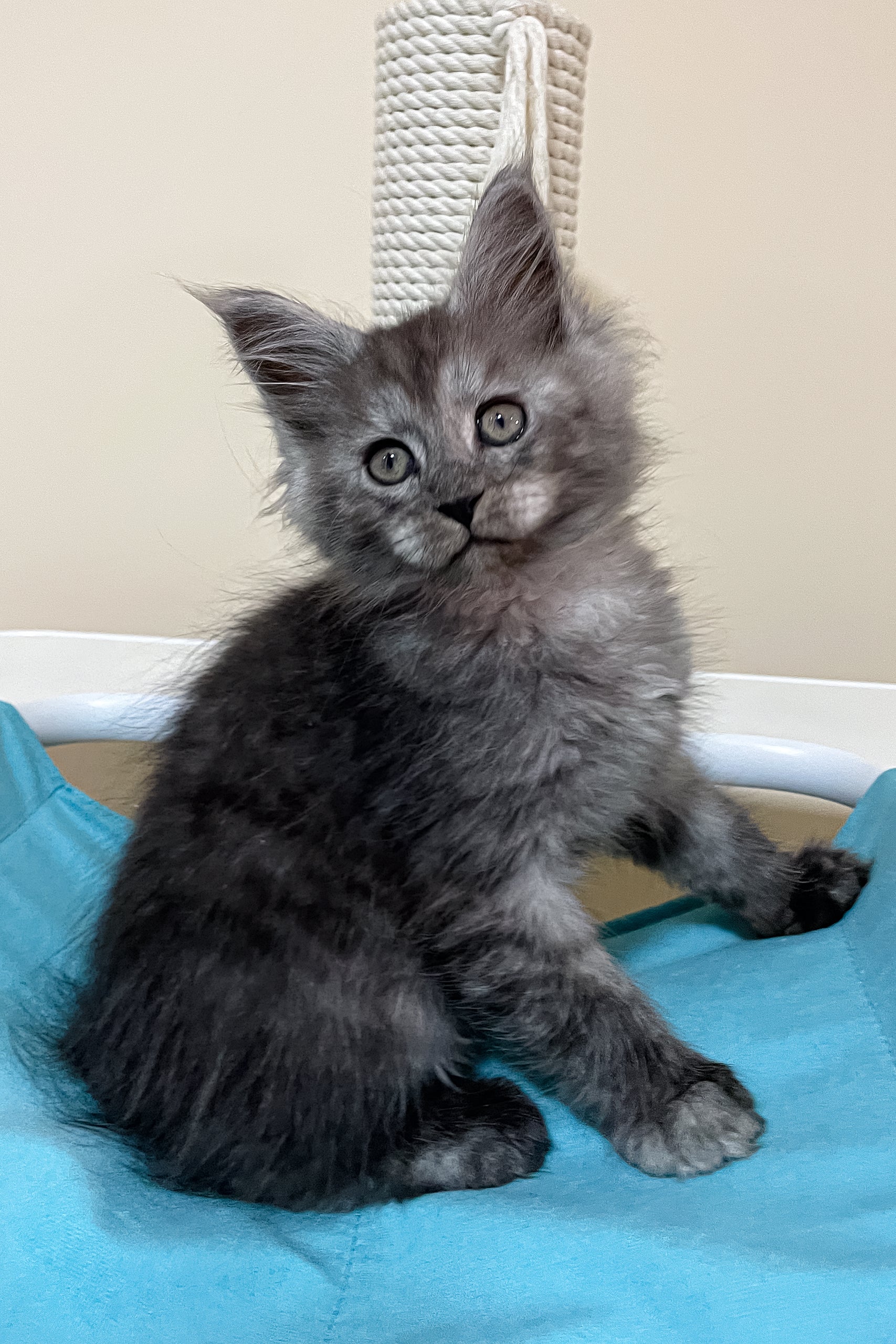 Meet Fars the Adorable Gray Maine Coon Kitten