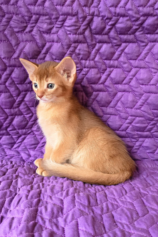 Gemma | Abyssinian Kitten