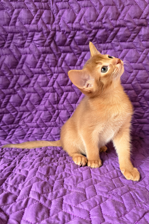 Gemma | Abyssinian Kitten