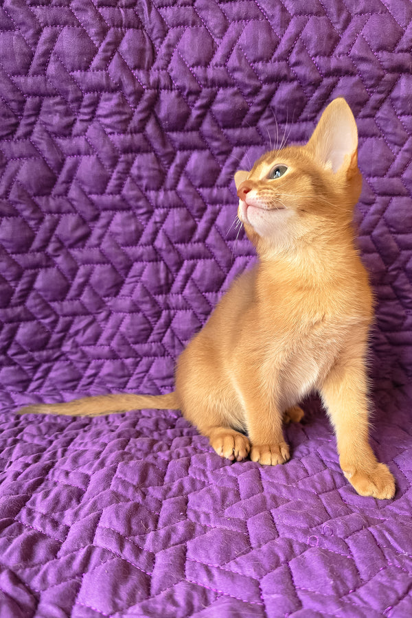 Gemma | Abyssinian Kitten