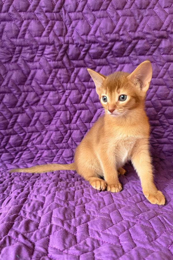 Gemma | Abyssinian Kitten