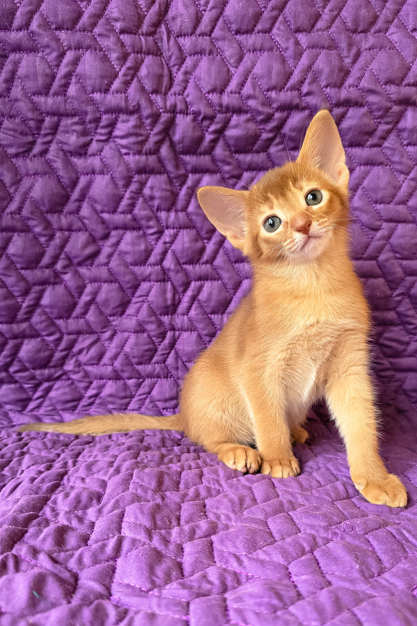Gemma | Abyssinian Kitten