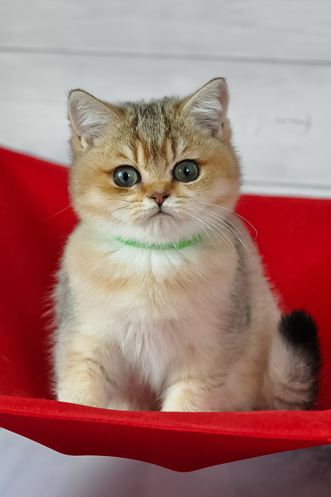 Meet Goldie: Adorable Black Golden Ticked Tabby British Shorthair