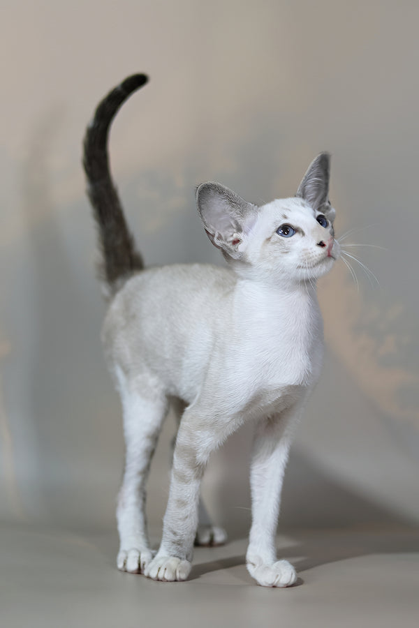 Grand | Oriental Shorthair Kitten