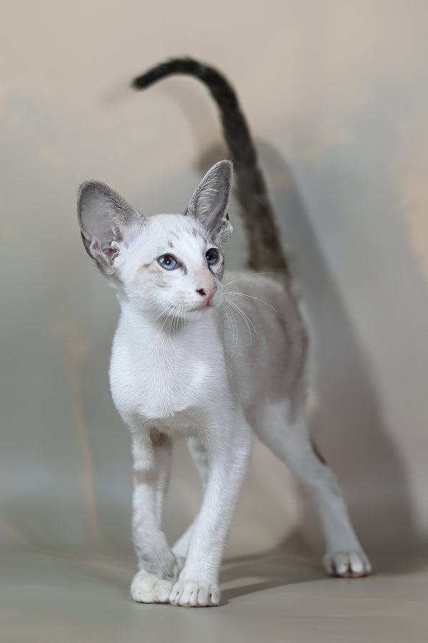 Grand | Oriental Shorthair Kitten