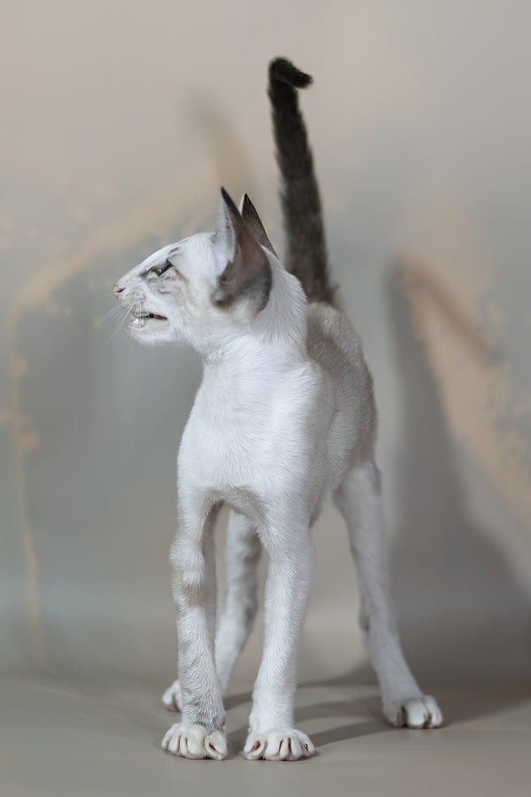 Grand | Oriental Shorthair Kitten