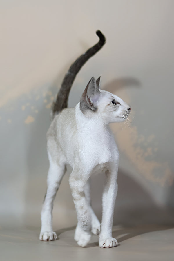 Grand | Oriental Shorthair Kitten