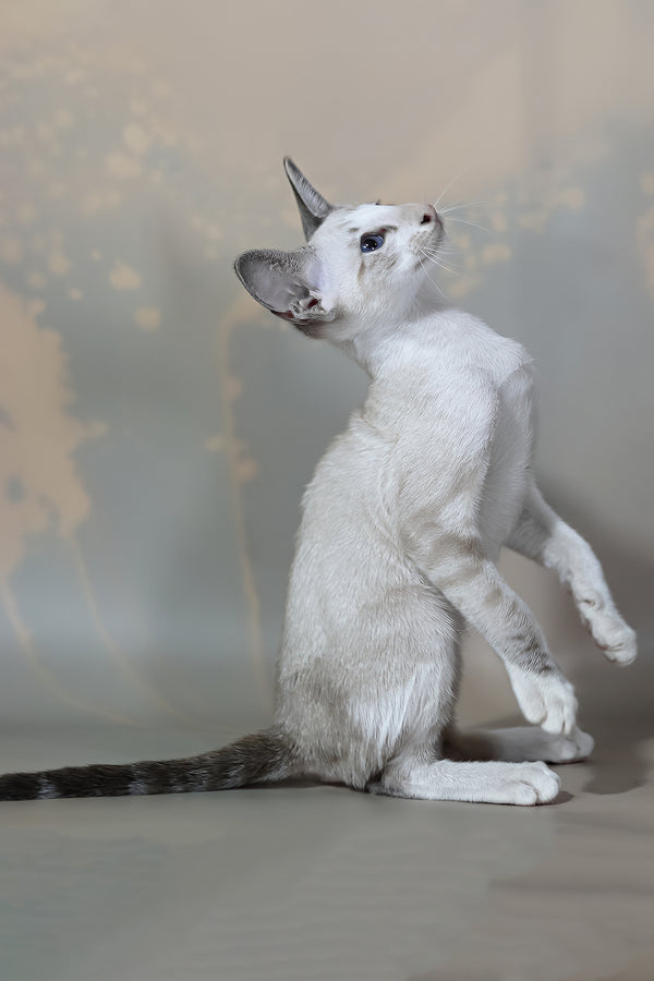 Grand | Oriental Shorthair Kitten