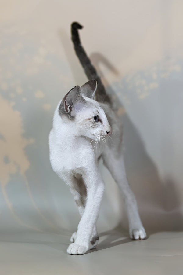 Grand | Oriental Shorthair Kitten