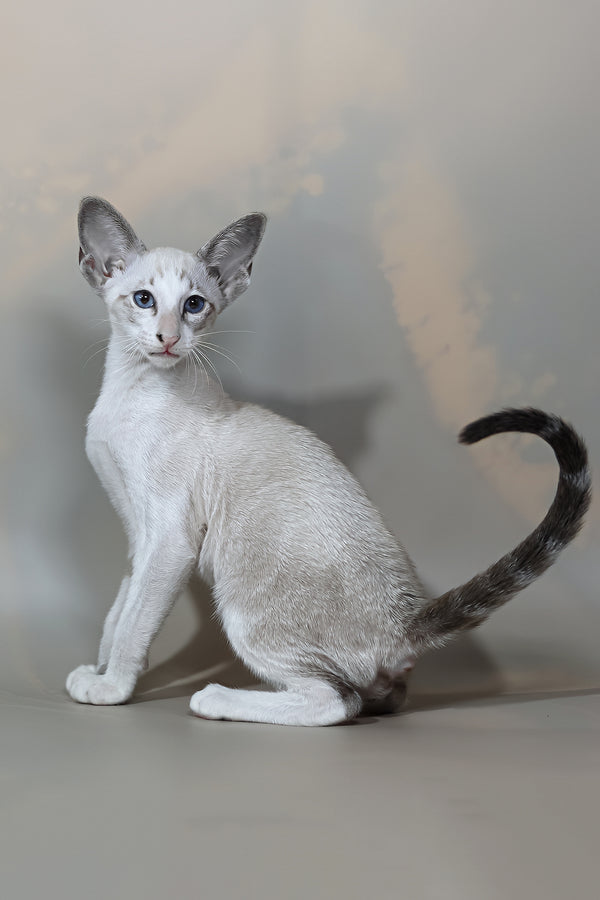 Grand | Oriental Shorthair Kitten