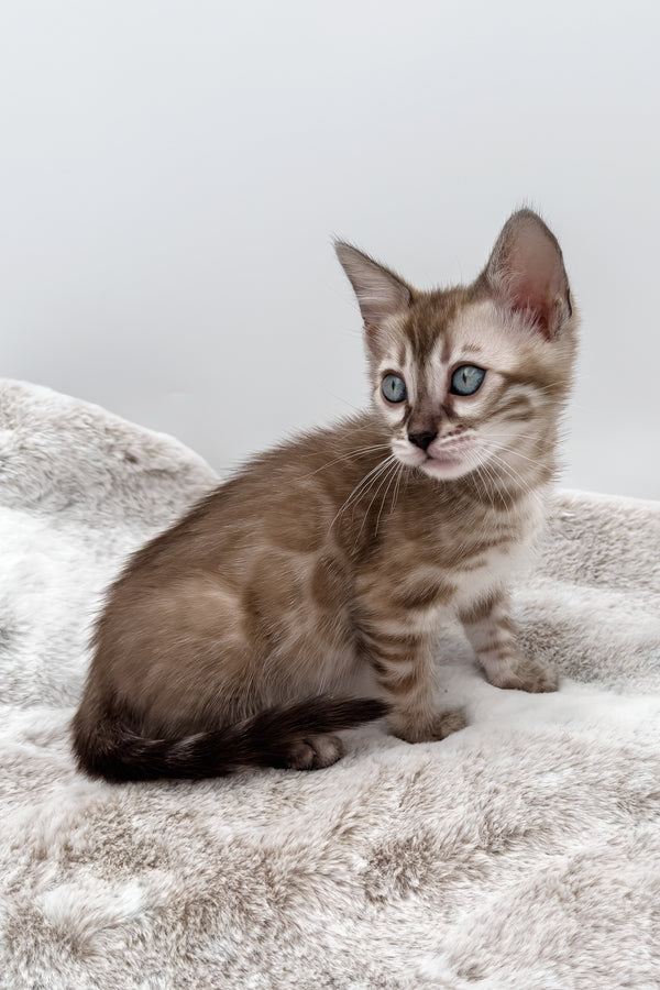 Gwen | Bengal Kitten
