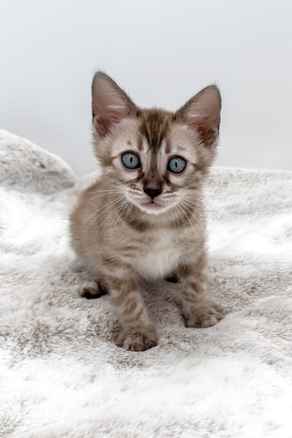 Gwen | Bengal Kitten