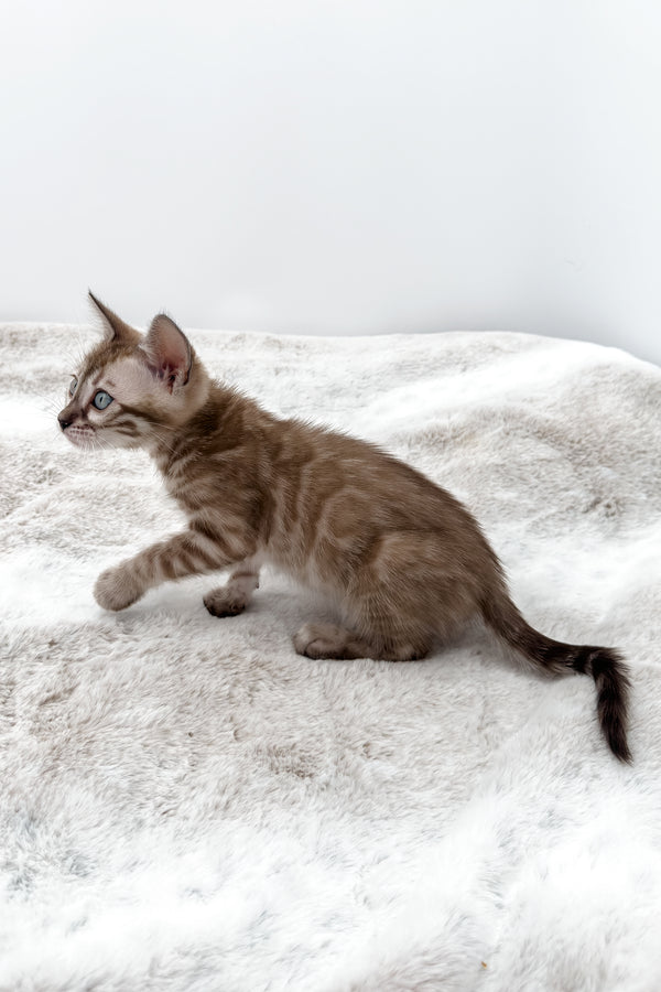 Gwen | Bengal Kitten