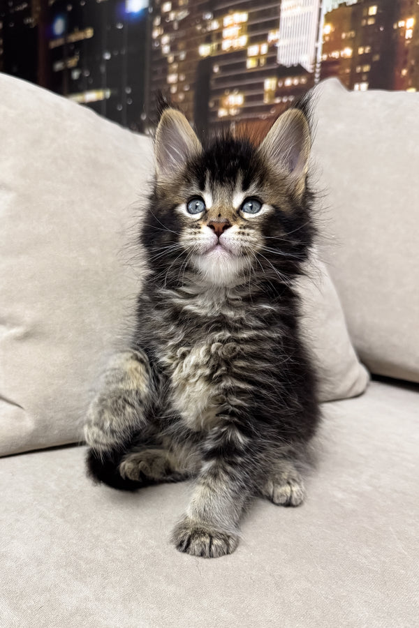Hector | Maine Coon Kitten