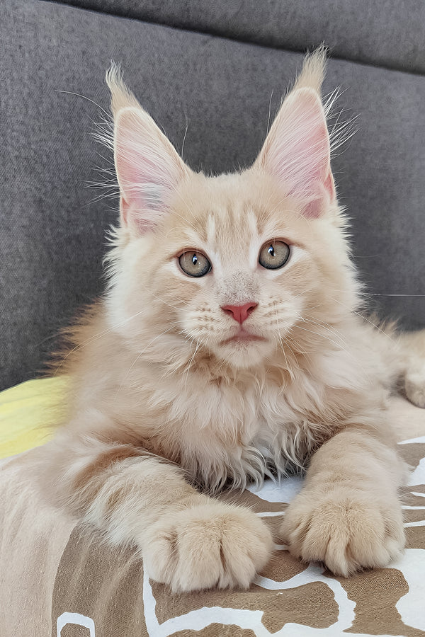 Honey | Maine Coon Kitten