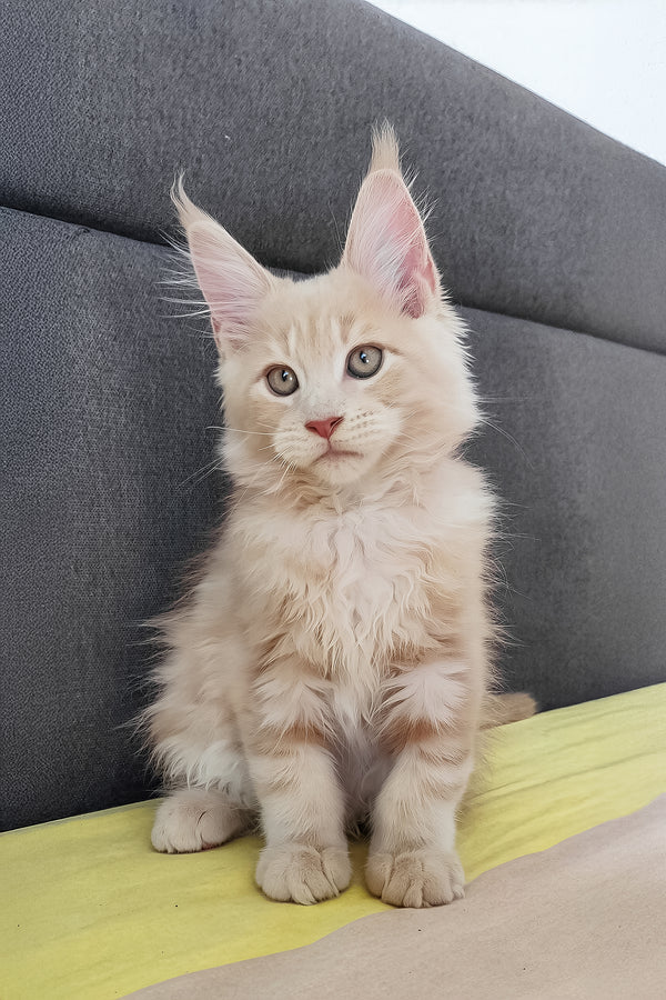 Honey | Maine Coon Kitten