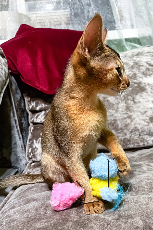 Hound | Abyssinian Kitten