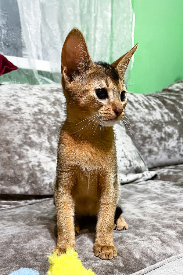 Hound | Abyssinian Kitten