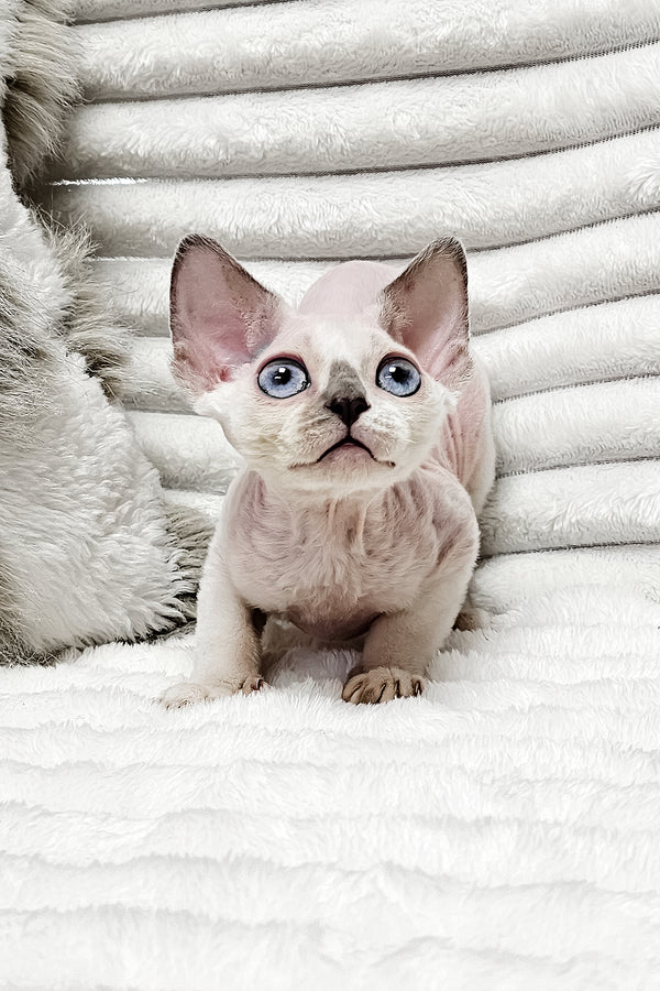 Ilan | Devon Rex Kitten