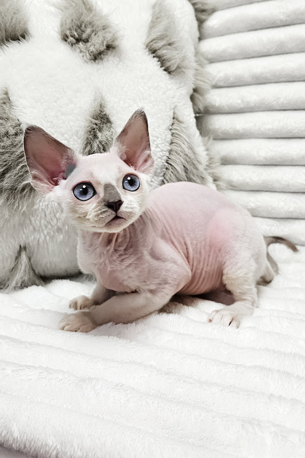 Ilan | Devon Rex Kitten