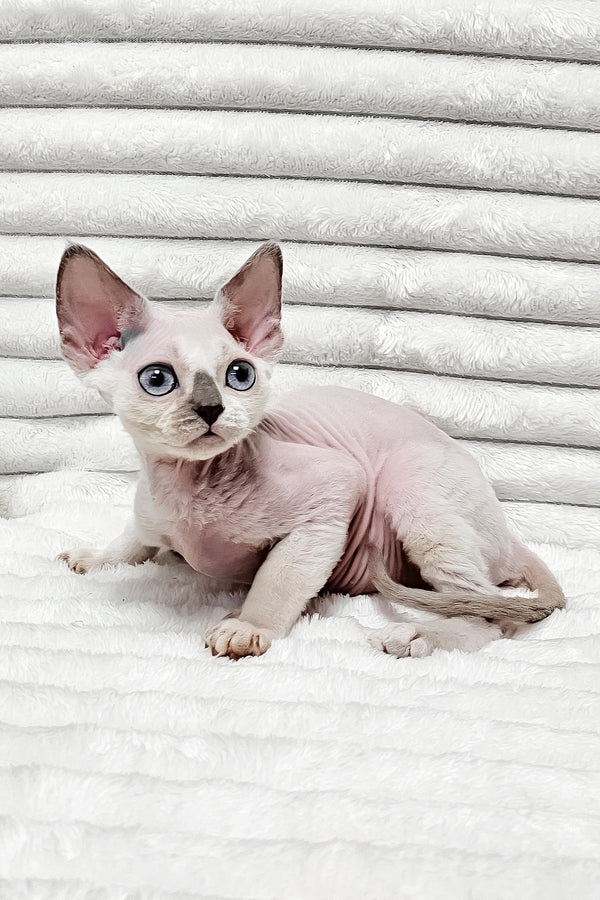 Ilan | Devon Rex Kitten