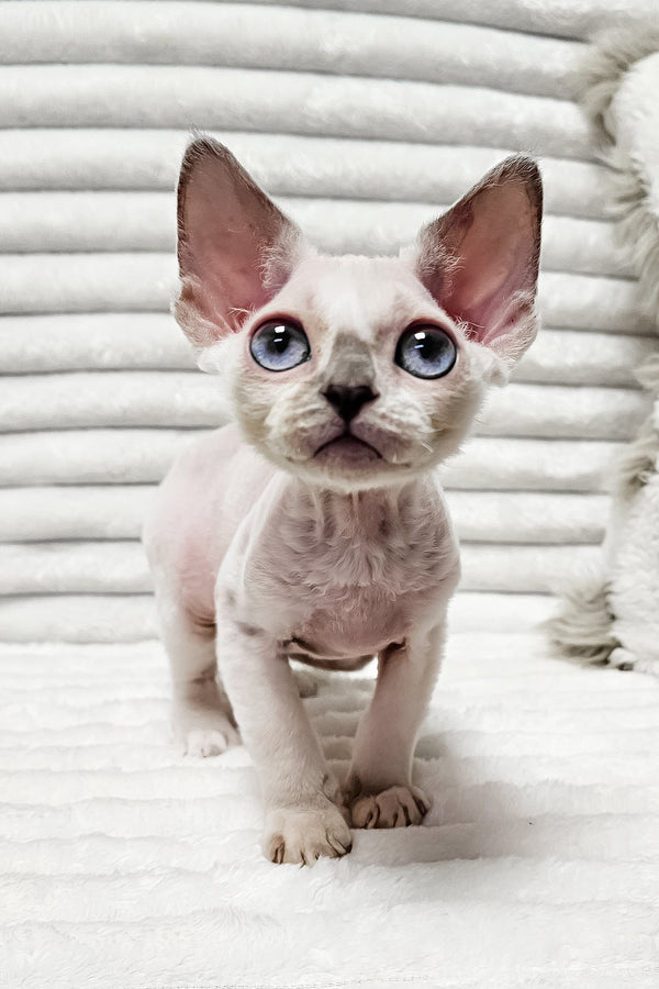 Ilan | Devon Rex Kitten