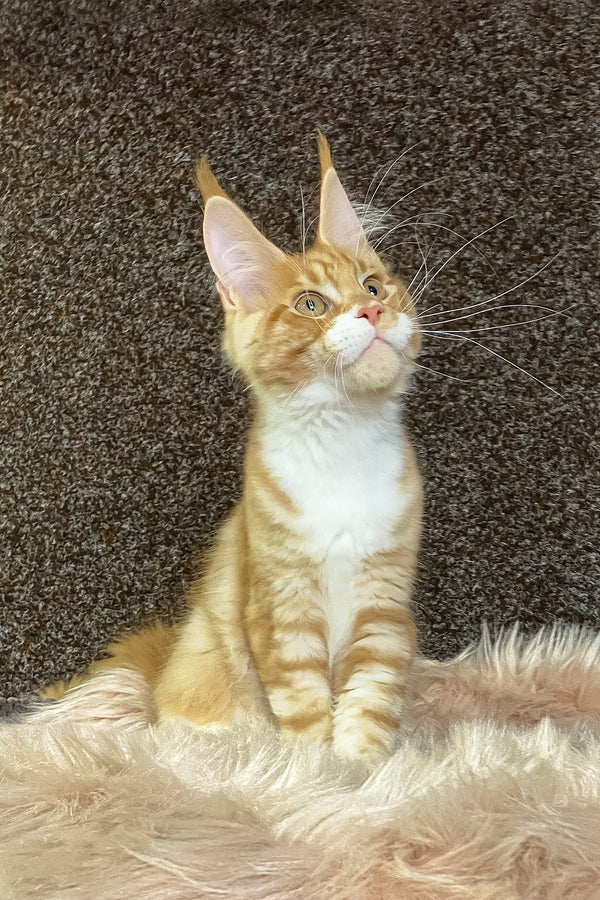 Infant | Maine Coon Kitten