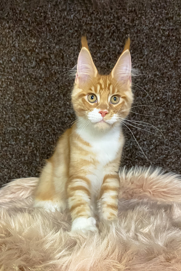 Infant | Maine Coon Kitten