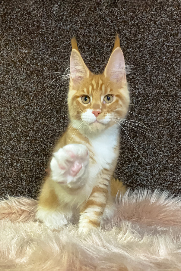 Infant | Maine Coon Kitten