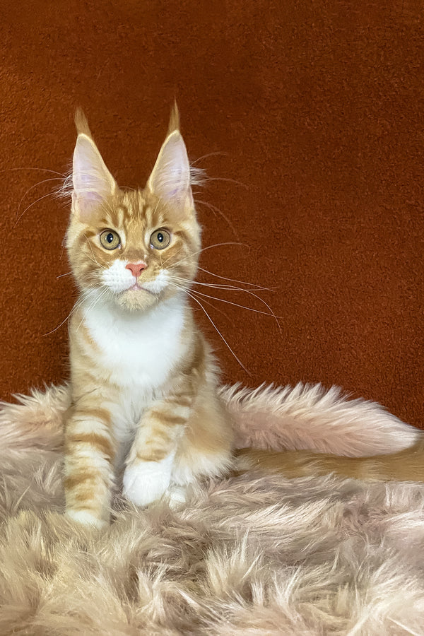 Infant | Maine Coon Kitten