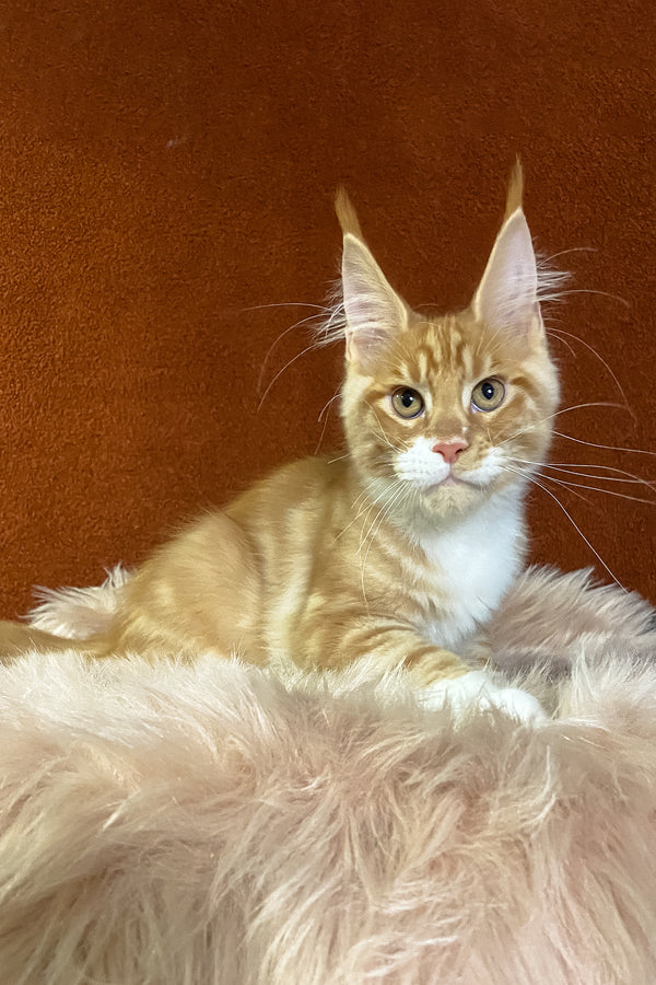 Infant | Maine Coon Kitten