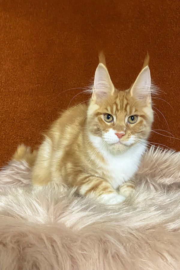 Infant | Maine Coon Kitten