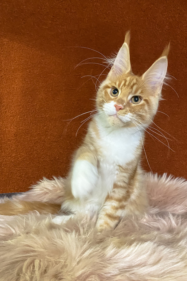 Infant | Maine Coon Kitten