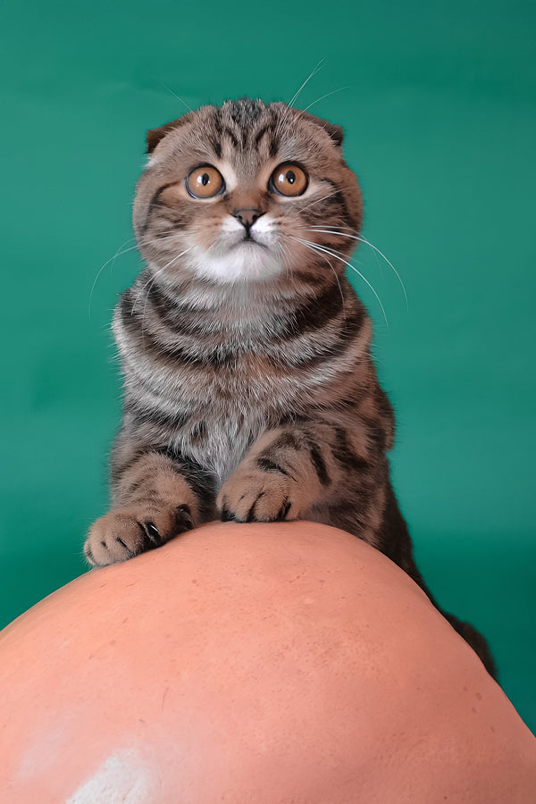 Janell | Scottish Fold Kitten