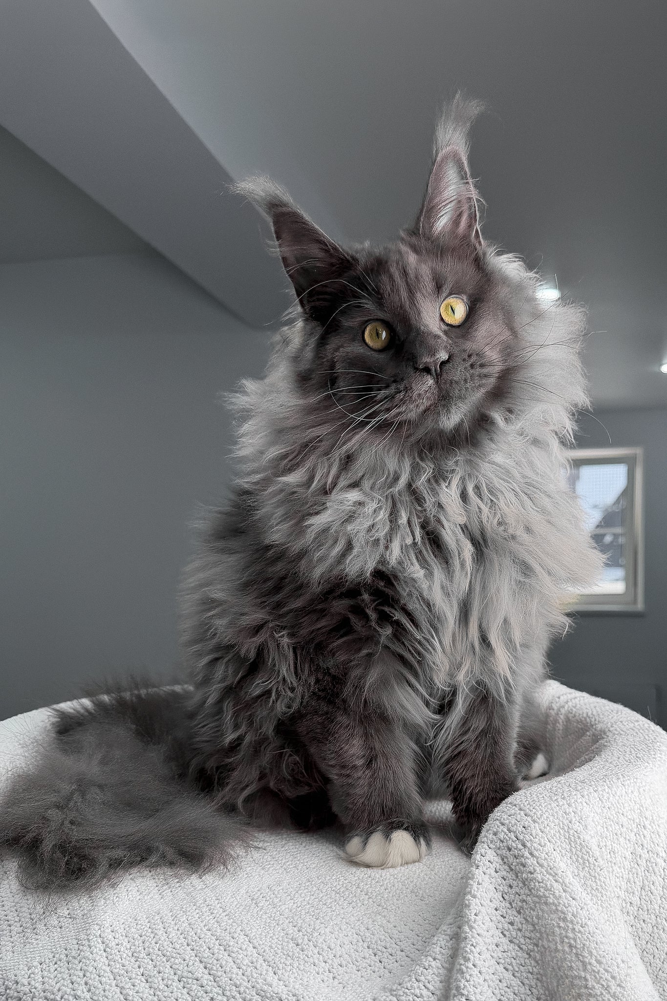 Meet Jeff the Charming Maine Coon Kitten