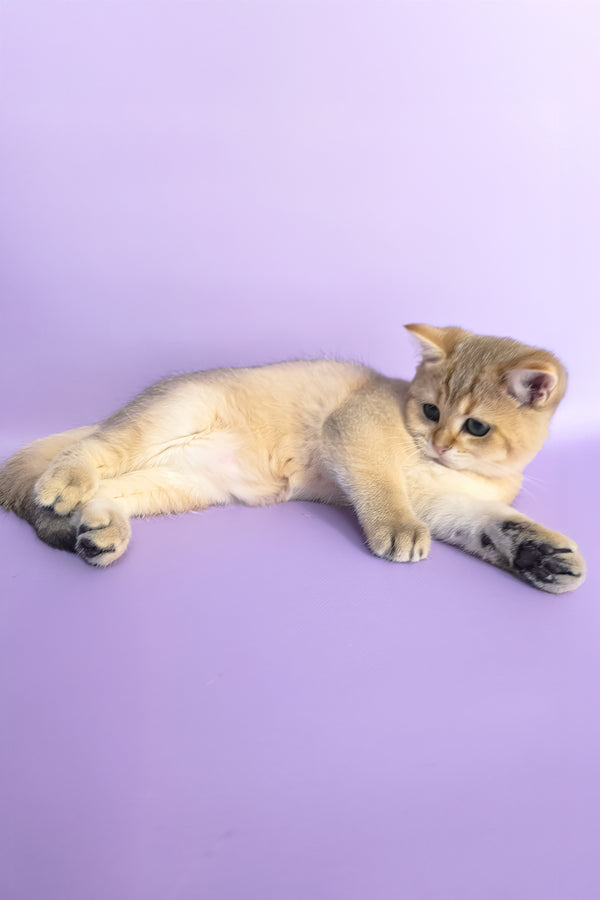 Jonny | Scottish Straight Kitten