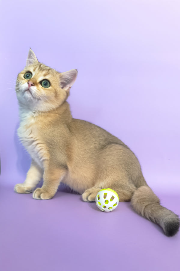 Jonny | Scottish Straight Kitten