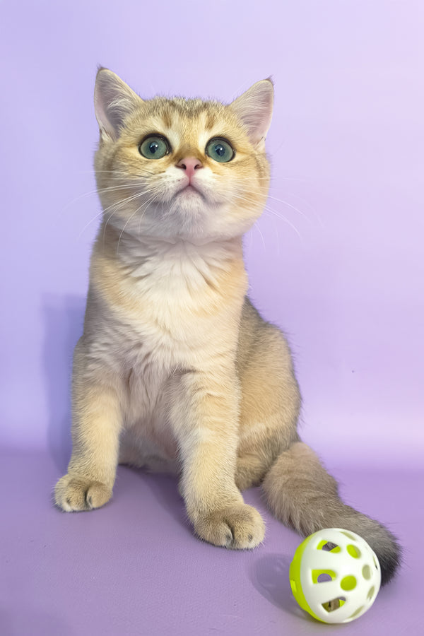 Jonny | Scottish Straight Kitten