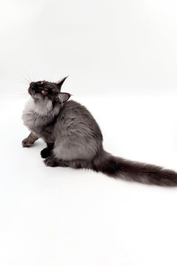 Junon | Maine Coon Kitten