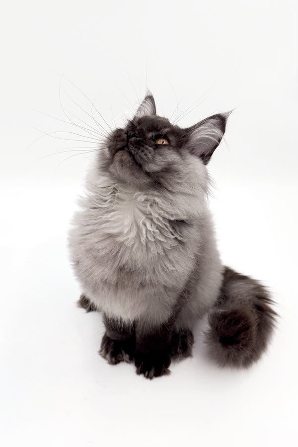 Junon | Maine Coon Kitten